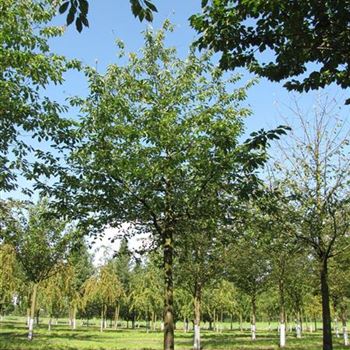 PAV_Sol_baum_5xv_200-300x45-50x500-700_R-560_13_08_14_jh_40457.jpg
