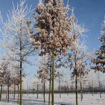 QCE_Sol_Baum_4xv_150-200x25-30x400-500_G-825_22_01_16_wr_42001.JPG