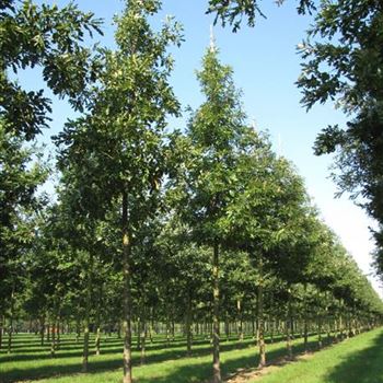 QCE_Sol_baum_4xv_150-200x25-30x400-500_G-825_18_09_14_jh_40665.jpg
