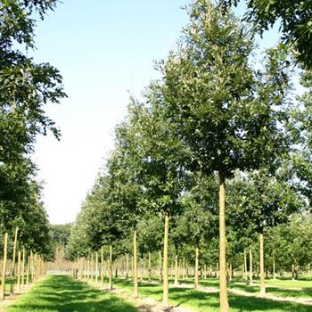 QCE_Sol_baum_5xv_200-300x30-35x500-700_G_WI554_3_23_09_05_4331.jpg