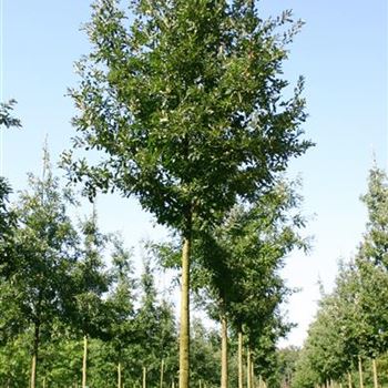 QCE_Sol_baum_5xv_200-300x30-35x500-700_G_WI554_2_23_09_05_4330.jpg