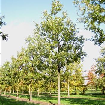 QCE_Sol_baum_5xv_200-300x40-45x500-700a_G-882_19_10_10_jh_36016.jpg