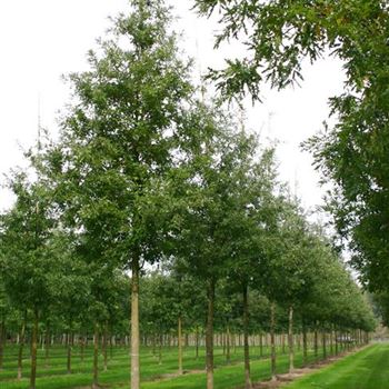 QCE_Sol_baum_5xv_200-300x40-45x500-700_G_WI555_21_09_05_4467.jpg