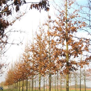 QCE_Sol_baum_5xv_300-400x50-60x-700_G_ESCH844_3_03_12_09_32869.jpg