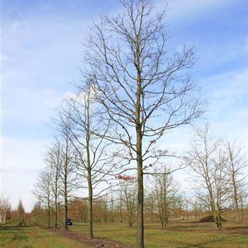 QCE_Sol_baum_7xv_400-600x80-90x900-1200_G_ESCH874_27_03_08_22792.jpg
