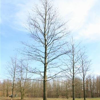 QCE_Sol_baum_8xv_400-600x90-100x900-1200_G_ESCH874_27_03_08_22793.jpg