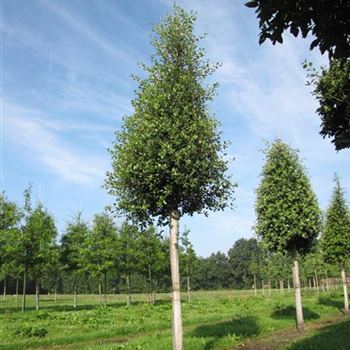 QIL_Sol_baum_5xv_20-25a_R-1042_19_0_15_jh_41769.jpg