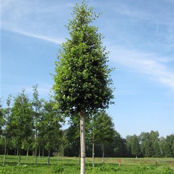 QIL_Sol_baum_5xv_20-25_R-1042_19_0_15_jh_41768.jpg