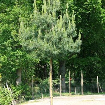 PSY_Sol_baum_6xv_STU30-35_Kr_breite_150-200_G_MEI600_3A_21_05_07_18067.jpg