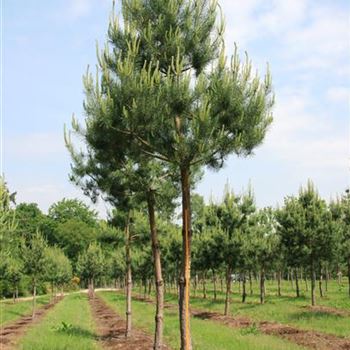PSY_Sol_baum_6xv_STU30-35_Kr_breite_150-200_G_MEI600_2A_21_05_07_18065.jpg