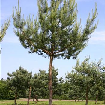 PSY_Sol_baum_6xv_30-35_STH240_Kr_br200_G_WI301_13_06_05_1656.jpg