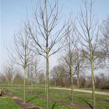 CSA_Sol_baum_4xv_150-200x25-30x400-500_R-93_13_04_10_jh_34214.jpg