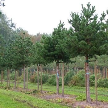 PSY_Sol_baum_6xv_STU30-35_Br-200_STH190_Ges_hoe-400_G_SCHW174_04_10_06_13761.jpg