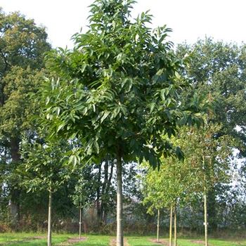CSA_Sol_baum_5xv_200-300x30-35x400-500_R_ROTB408_3_12_10_06_13931.jpg
