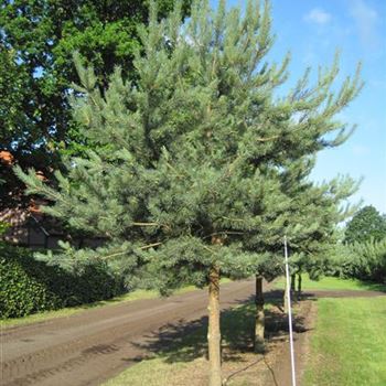 PSY_Sol_Baum_5xv_150-200x35-40_G-300_09_09_15_kd_41041.JPG