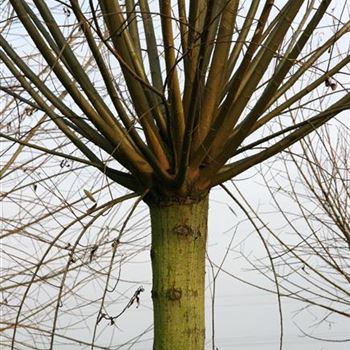 SAL_Kopfweide_5xv_STU45-50_STH150-200_Kronenansatz_2_G_ESCH844_01_12_06_15069.jpg