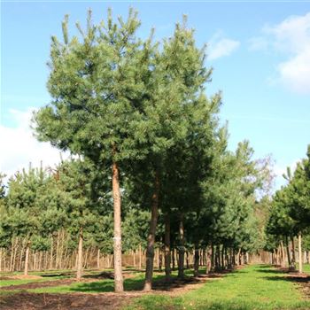 PSY_Sol_baum_6xv_STU40-45_Kr_br200_G_MEI600_05_03_08_22452.jpg