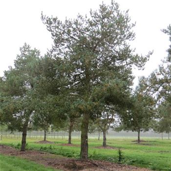 PSY_Sol_baum_8xv_400-600x100-120_G-355_15_09_14_kd_39246.jpg