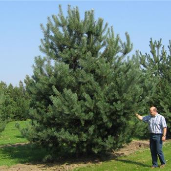 PSY_Sol_7xv_3GST_Br300-400xHoe500-600_G_FI200_+J_Arntjen_JDB_01_09_05_3628.jpg
