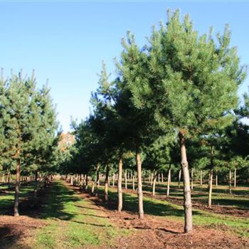 PSY_Sol_baum_6xv_STU40-45_Kr_br150-200_G_MEI600_23_10_07_20745.jpg