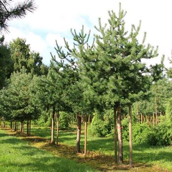 PSY_Sol_baum_6xv_STU40-45_Kr_br150-200_G_SCHW_30_07_07_19155.jpg