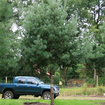 PSY_Sol_baum_6xv_STU40-45_Kr_br-200_STH200_G_MEI_03_09_07_19806.jpg