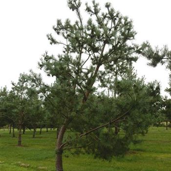 PSY_Sol_Baum_6xv_malerisch_200-300x40-45_G-150_27_08_15_kd_41042.JPG