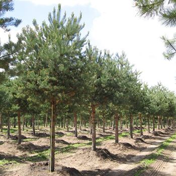 PSY_Sol_baum_7xv_STU40-45_Kr_br200-300_G_WI302_2_16_06_10_34690.jpg