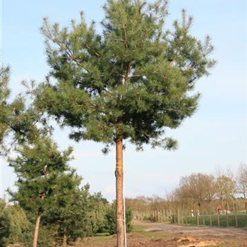 PSY_Sol_baum_7xv_STU40-45_Kr_br200-300_Ges_hoe500-600_STH250_G_MEI600_2_25_04_08_23395.jpg