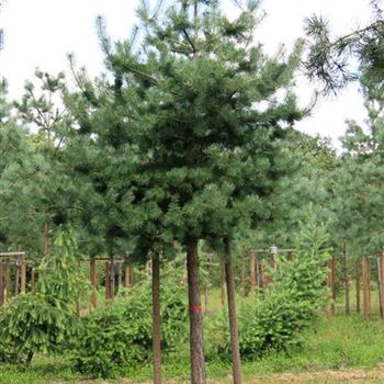 PSY_Sol_baum_7xv_STU40-45_Kr_br200-250_Ges_hoe400-500_G_SCHW174_2_16_07_07_19024.jpg