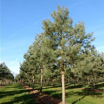 PSY_Sol_Baum_6xv_200-300x40-45_G-302_09_03_15_kd_39693.JPG