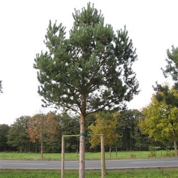 PSY_Sol_baum_6xv_200-300x45-50_G-2024_06_11_12_jh_38719.jpg