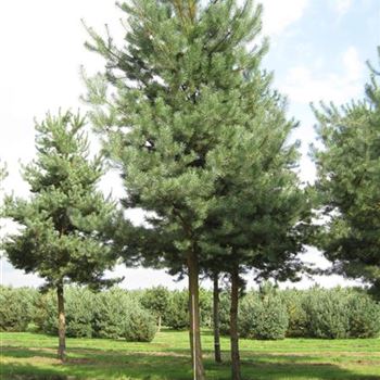 PSY_Sol_baum_6xv_200-300x45-50a_G-601_02_09_14_jh_40638.jpg