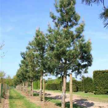 PSY_Sol_baum_7xv_STU45-50_Kr_br200-300_G_AUE_07_05_08_23587.jpg