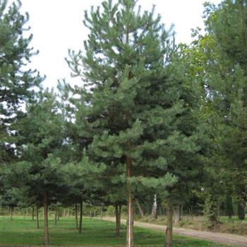 PSY_Sol_baum_6xv_200-300x50-60_G-601_29_08_14_jh_40639.jpg