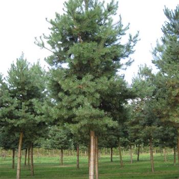 PSY_Sol_baum_6xv_200-300x50-60a_G-601_29_08_14_jh_40642.jpg