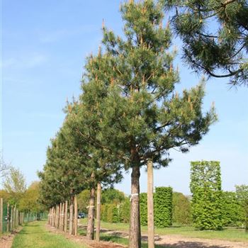 PSY_Sol_baum_7xv_STU50-60_Kr_br200-300_2_G_AUE_07_05_08_23589.jpg