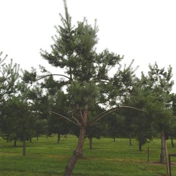 PSY_Sol_Baum_6xv_malerisch_200-300x50-60_G-150_27_08_15_kd_41043.JPG