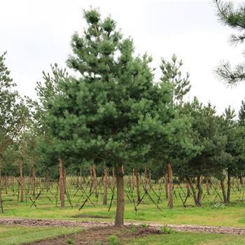 PSY_Sol_baum_7xv_200-300x50-60x500-600_STH180_G_WI_29_06_07_18785.jpg