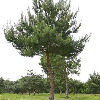 PSY_Sol_baum_7xv_200-300x50-60x500-600_STH280_G_WI357-58_06_06_05_1508.jpg