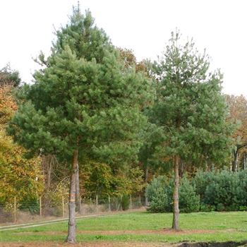 PSY_Sol_baum_7xv_STU50-60_G_WI261_2_03_11_05_5675.jpg