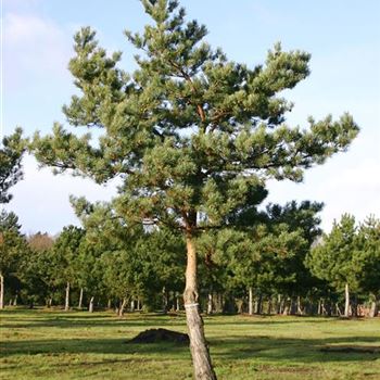 PSY_Sol_baum_7xv_200-300x50-60_G_WI_16_12_05_6989.jpg