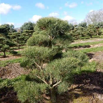 PSY_Bonsai-Form_4xv_100-125x125-150_O-73_07_01_16_wr_41993.JPG