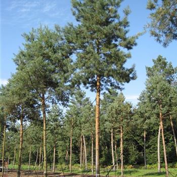PSY_Sol_baum_6xv_200-300x50-60_STH400-600_G-1451_05_09_14_jh_40640.jpg