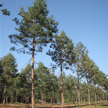 PSY_Sol_baum_6xv_200-300x50-60_STH600-800_G-1450_26_10_15_jh_41741.jpg