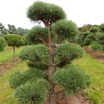 PSY_Bonsai-Form_4xv_100-125x150-175_O-119_07_01_16_wr_41994.JPG