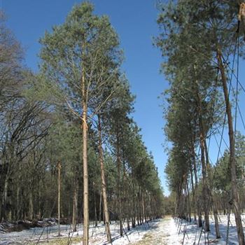 PSY_Sol_baum_6xv_200-300x50-60_STH600-800b_G-1450_17_01_14_jh_39378.jpg