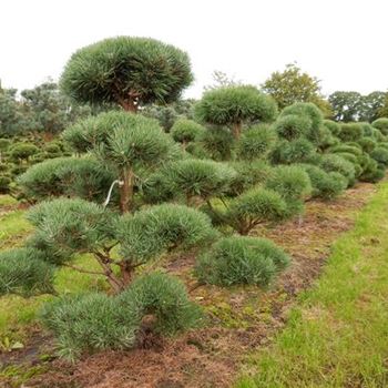 PSY_Bonsai-Form_4xv_100-125x150-175_O-120_07_08_15_kd_41037.JPG
