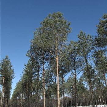 PSY_Sol_baum_6xv_200-300x50-60_STH600-800a_G-1450_17_01_14_jh_39377.jpg
