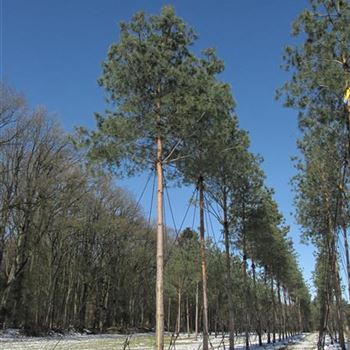 PSY_Sol_baum_6xv_200-300x50-60_STH600-800_G-1450_17_01_14_jh_39376.jpg